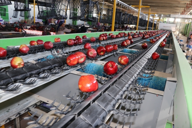 Organik mumlanan elmaların yeni rotası Uzak Doğu